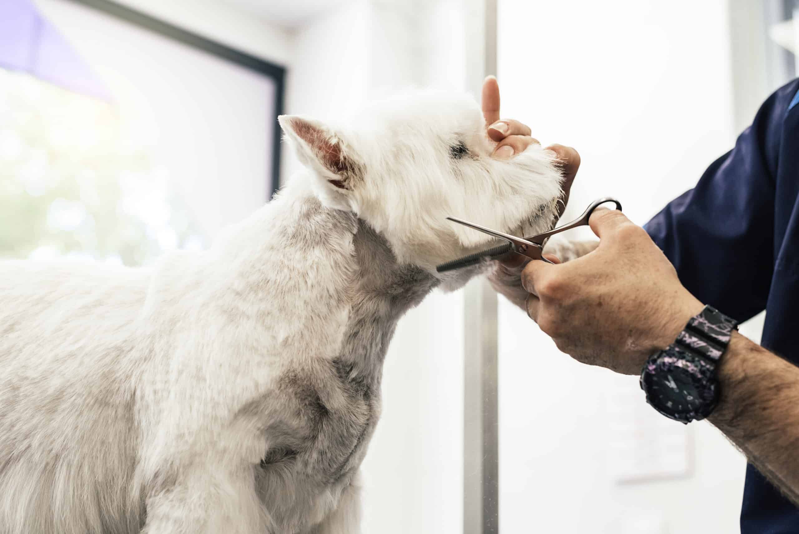 Are Dog Thinning Shears The Same As Human? (Complete Guide)