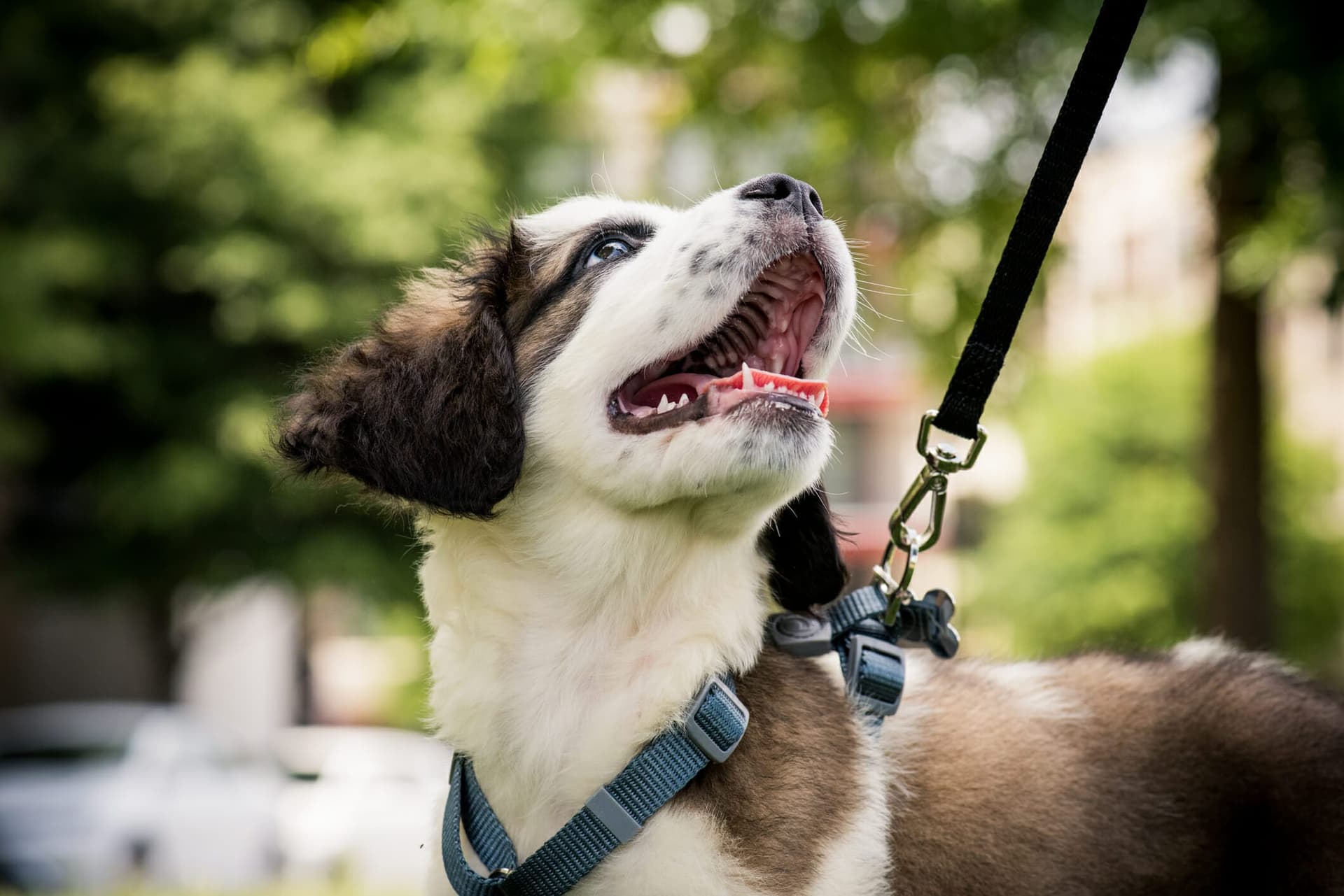 Best Bungee Leash For Dogs: 8 best picks in 2025