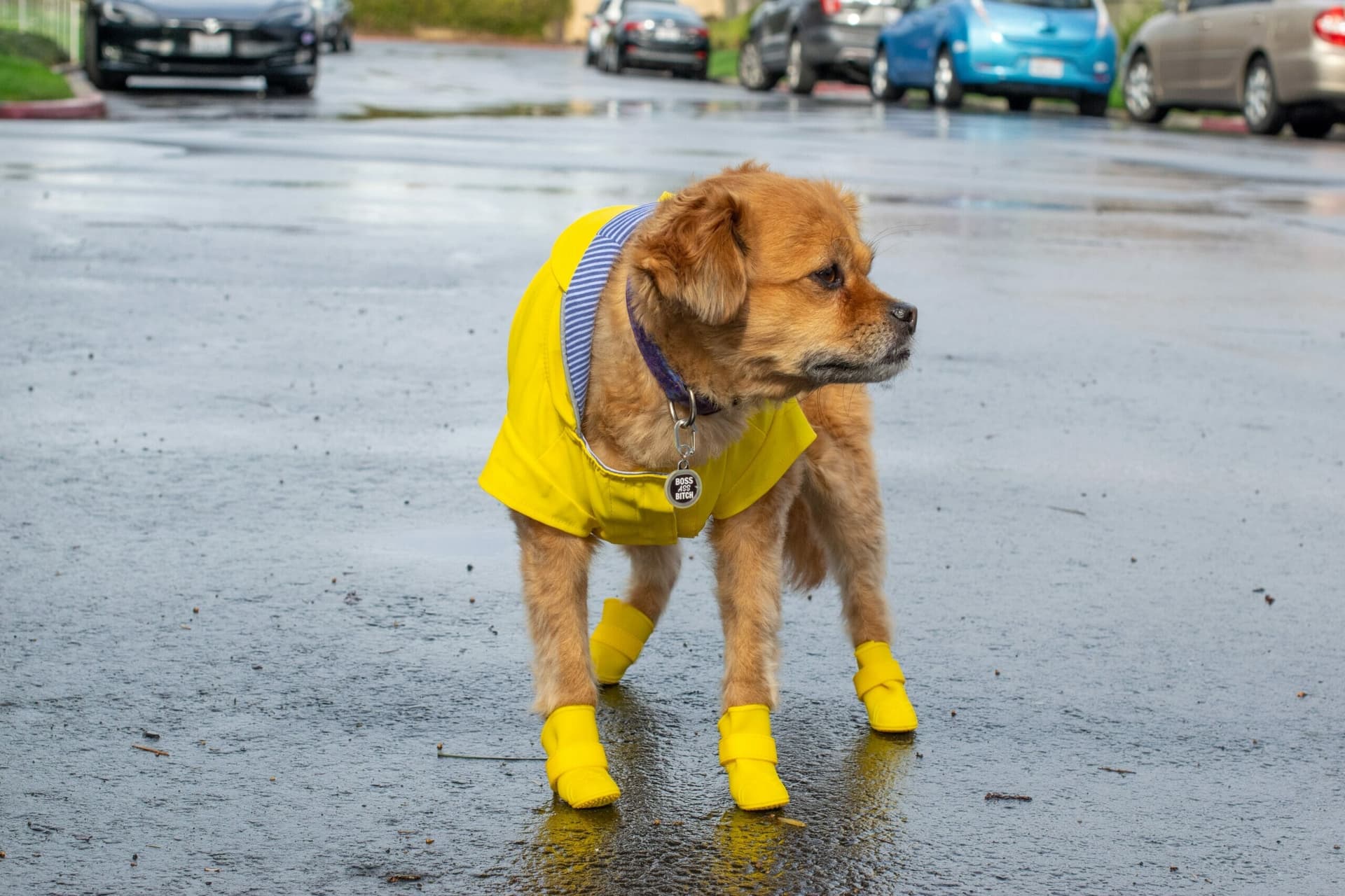5 best dog boots for pets that drag their feet (2025 list)