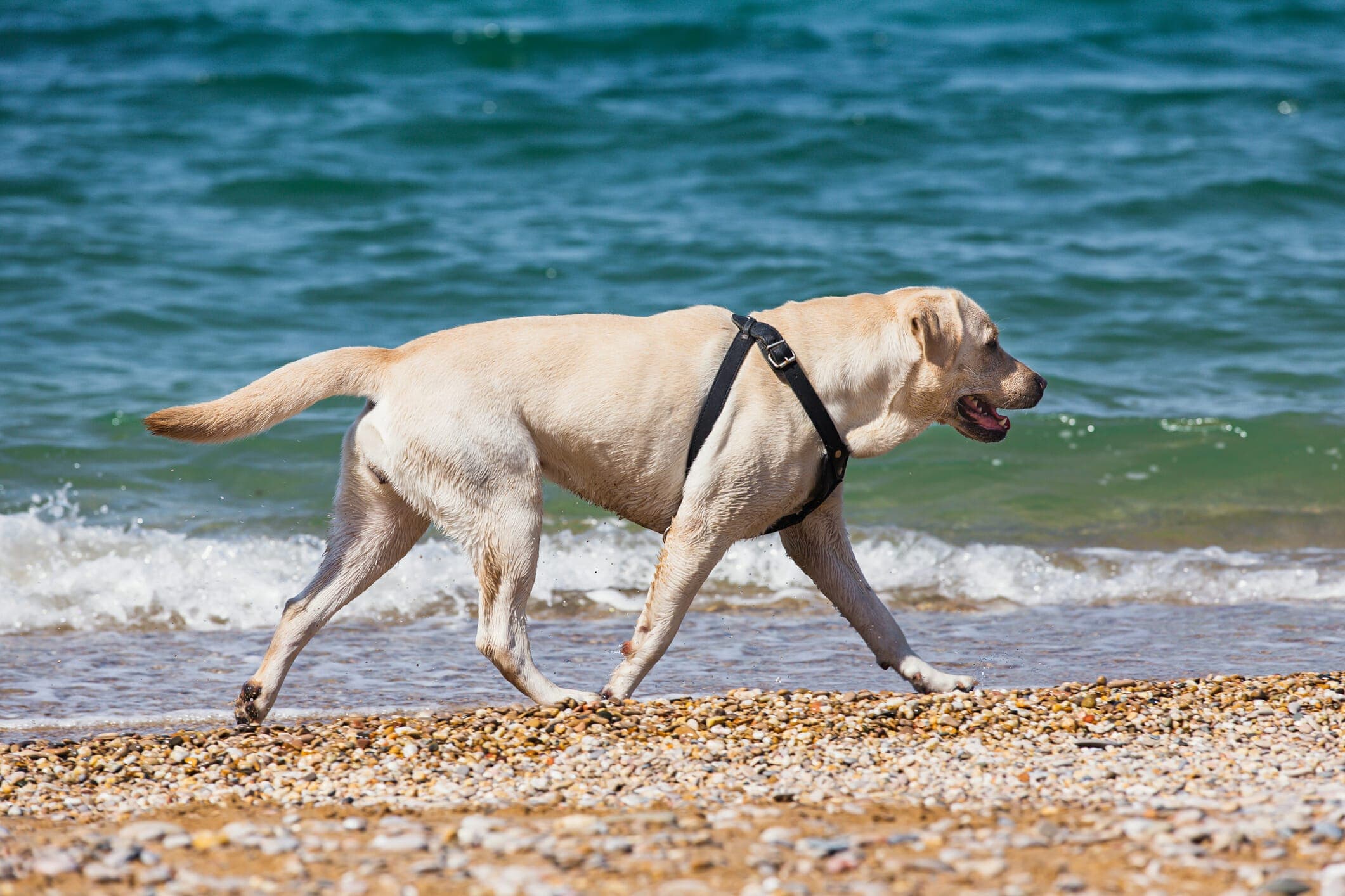 Best Dog Harness For Swimming: 5 Waterproof Dog Harnesses