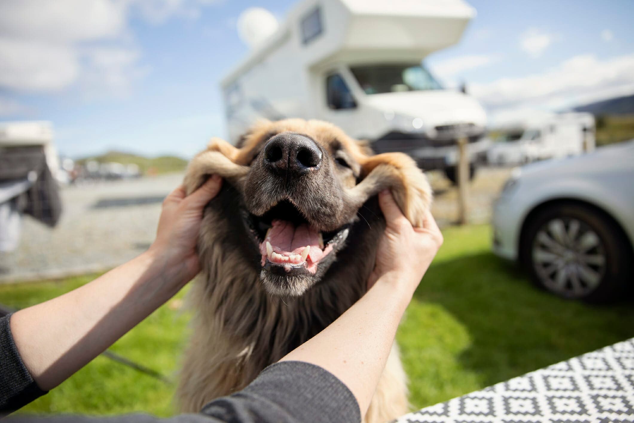 Best Dog Tie Out For Camping: 5 Best Options In 2025