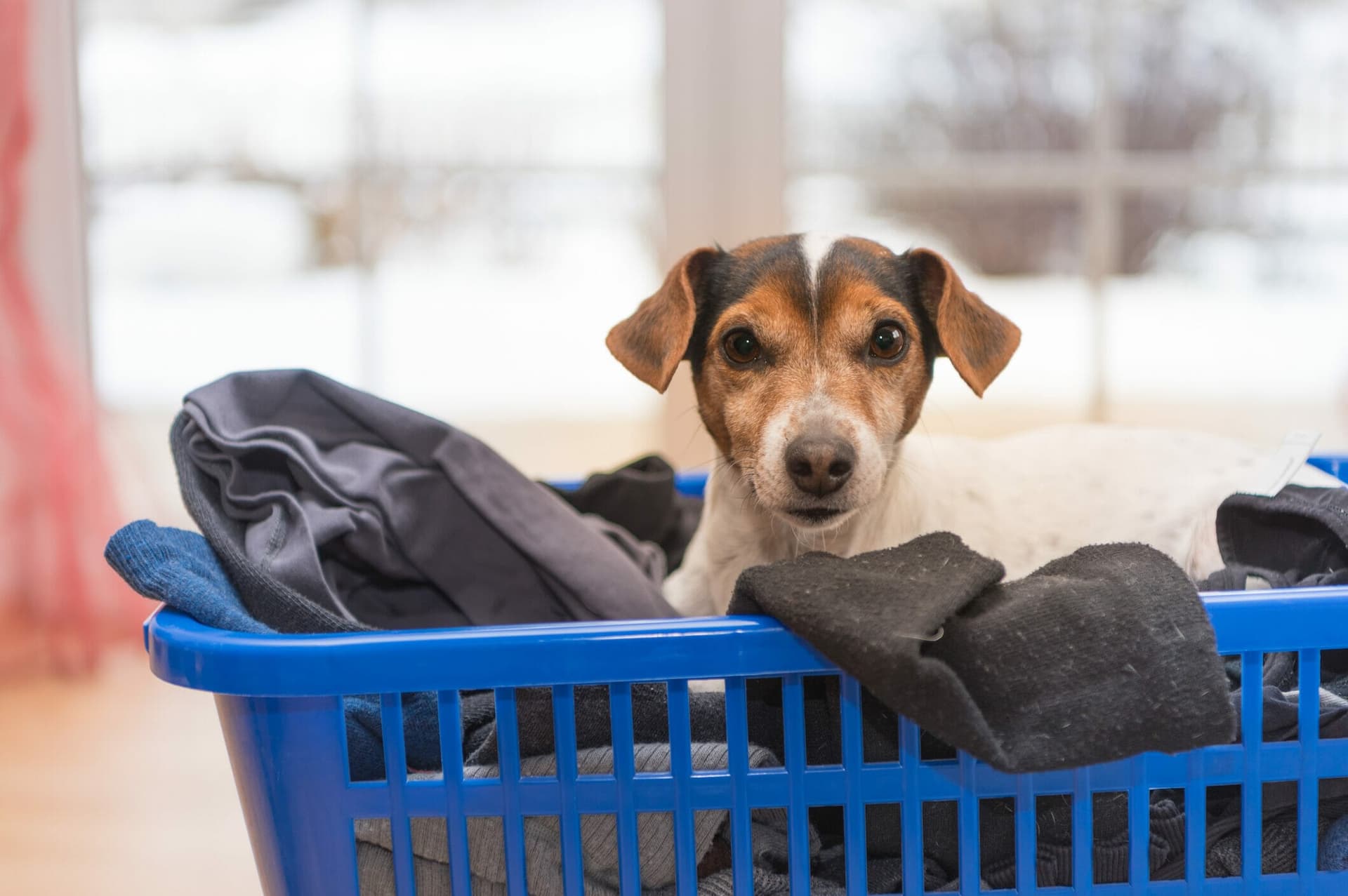 Best laundry detergent for dogs with allergies In 2025