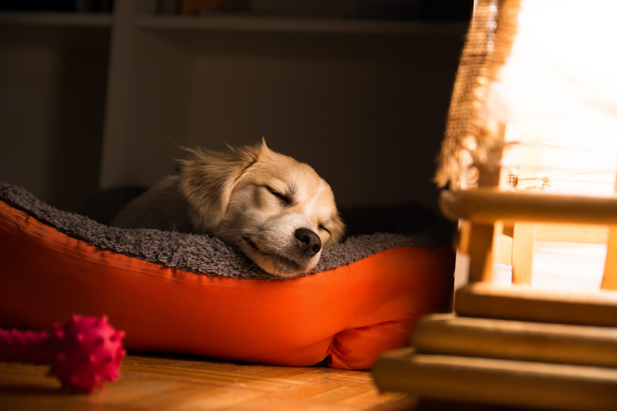 Best Night Light For Dogs (+Benefits Of A Night Light)