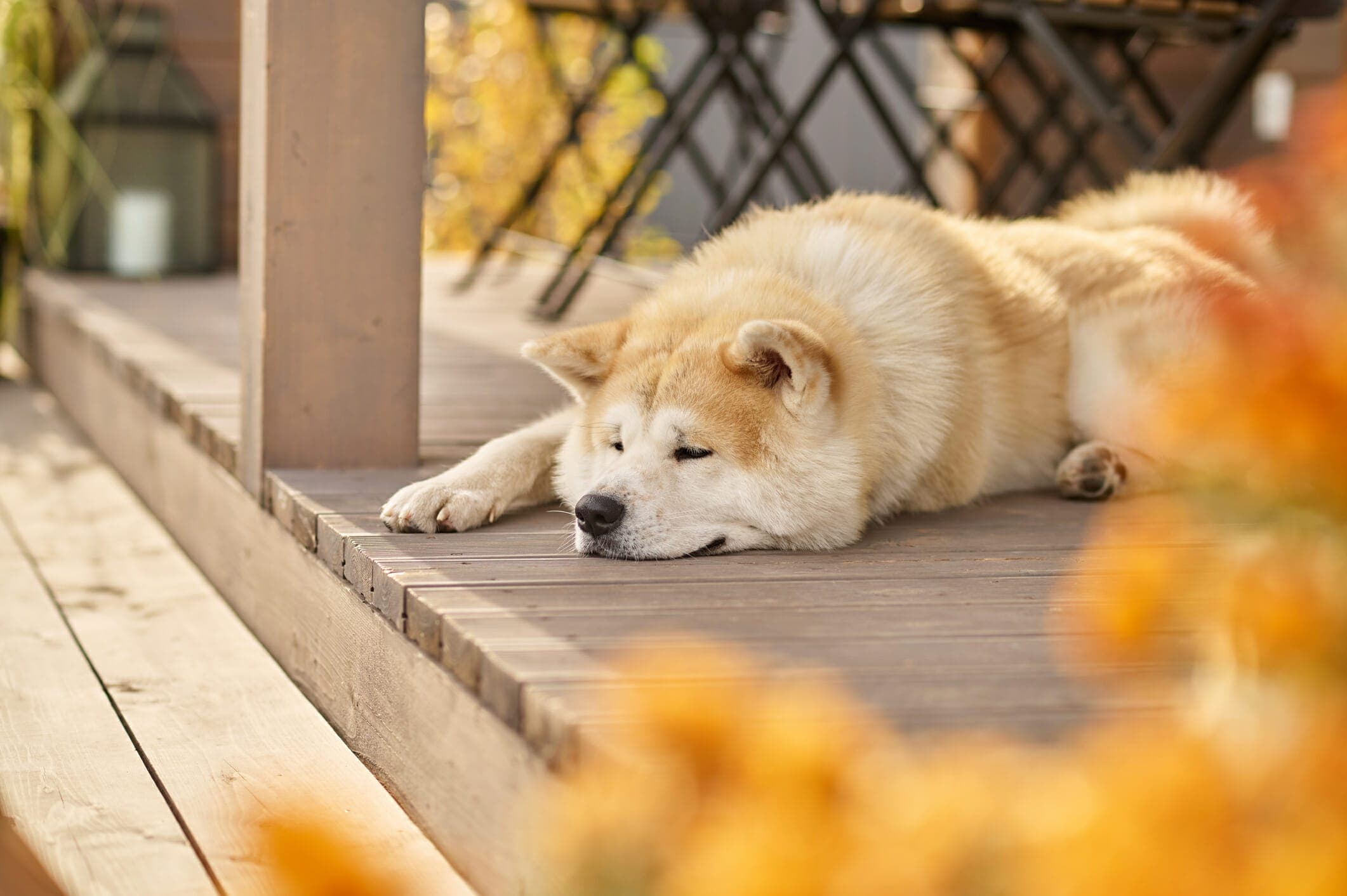 Best Porch Potty For Dogs: 5 Best Options In 2025