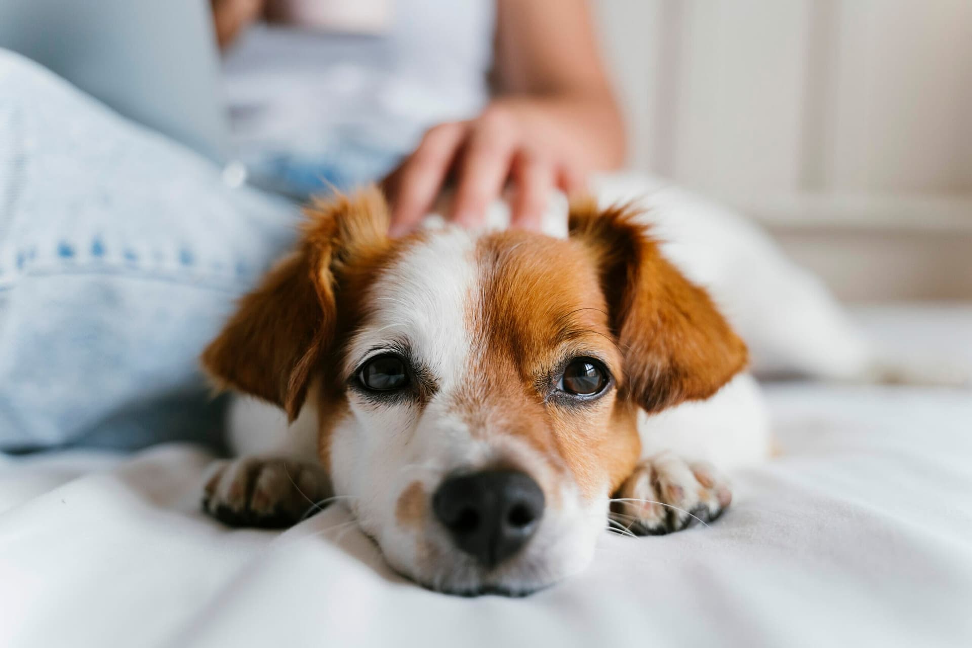 Can my dog sleep in my bed after flea treatment?