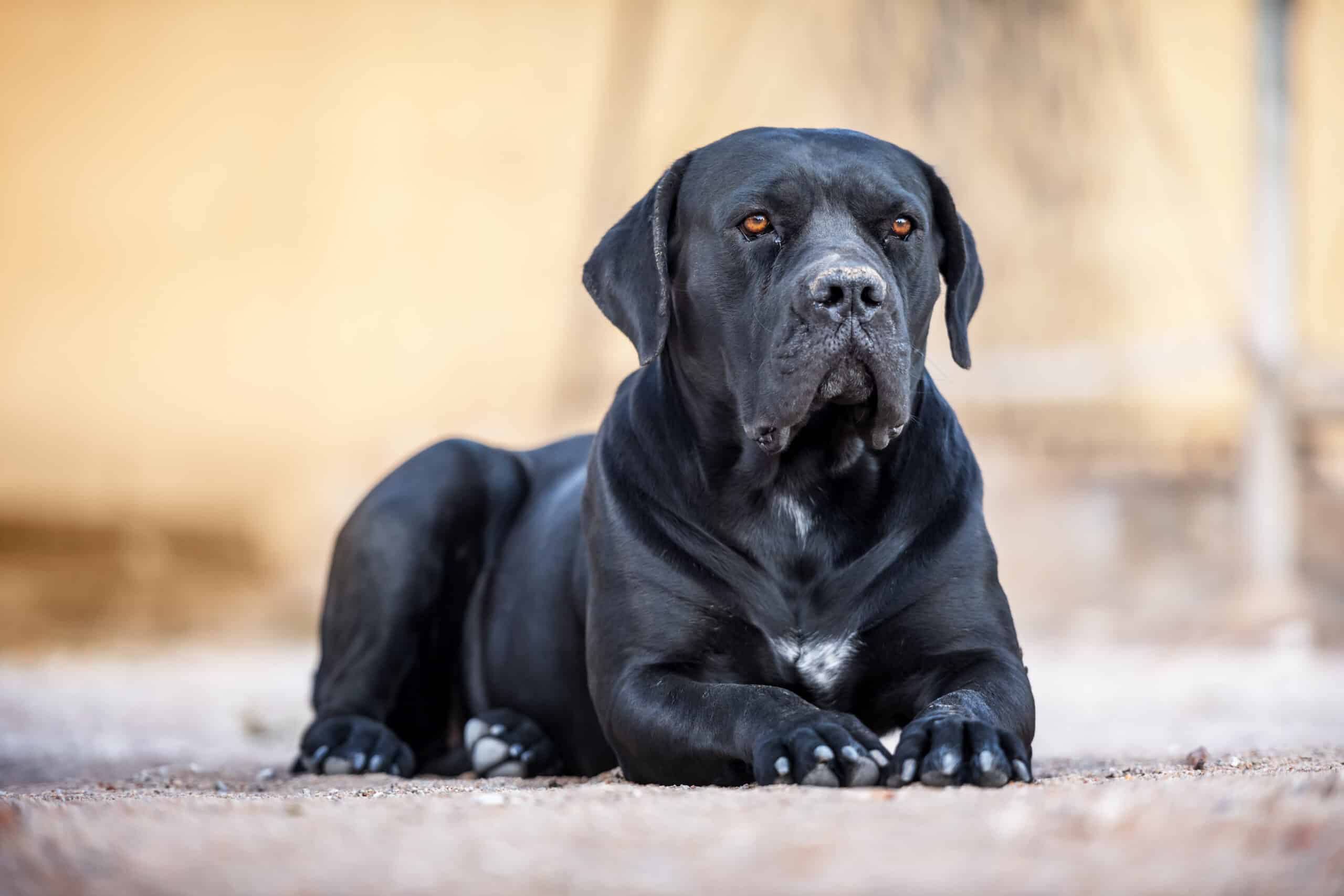 Cane corso vs Tibetan mastiff vs Neapolitan mastiff (Complete guide)