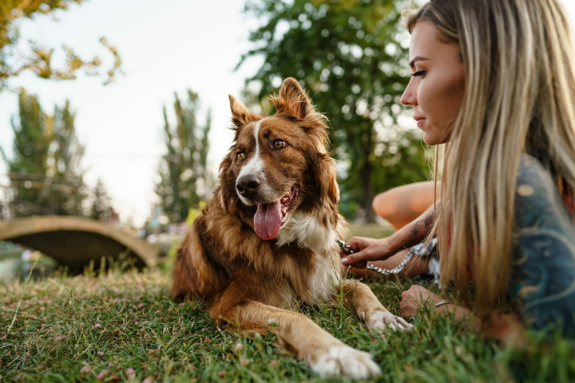 Dog suddenly won’t go on grass – 5 Reasons why