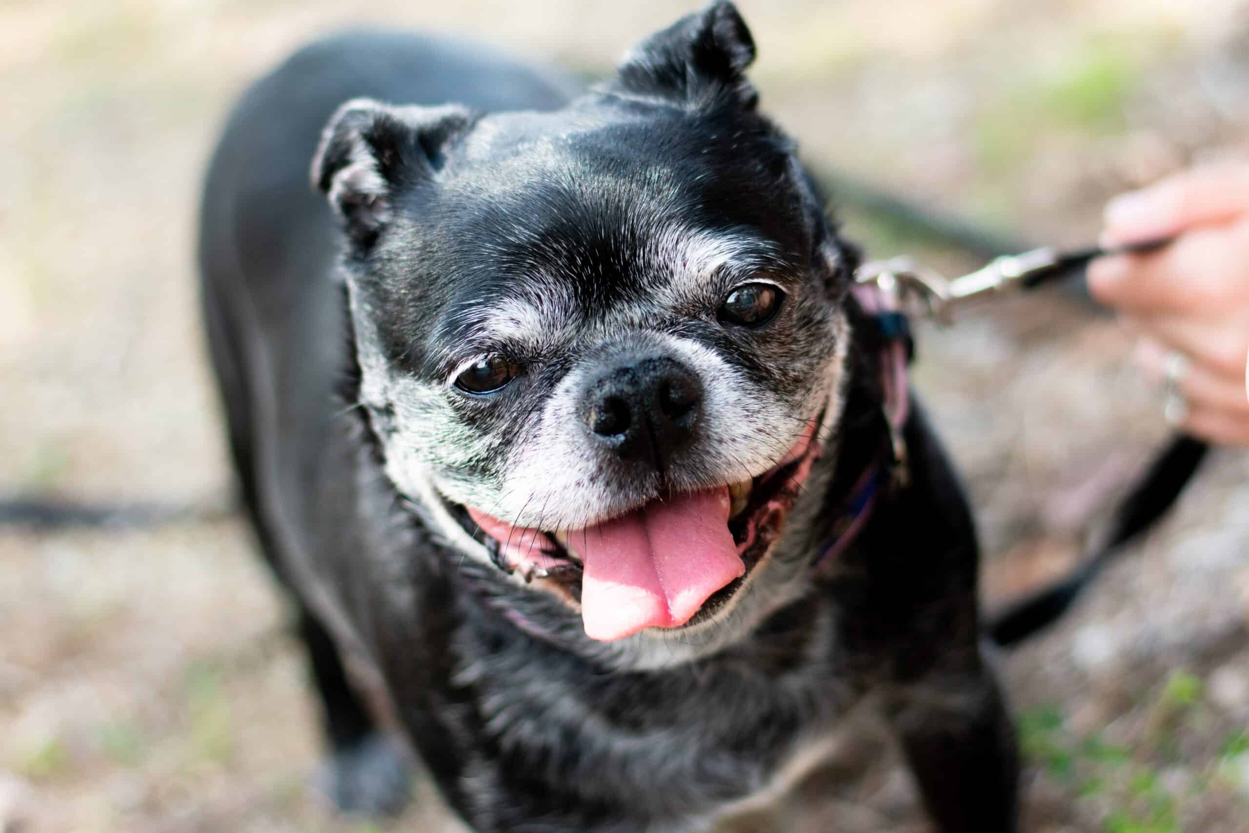 How often should i feed my senior dog?