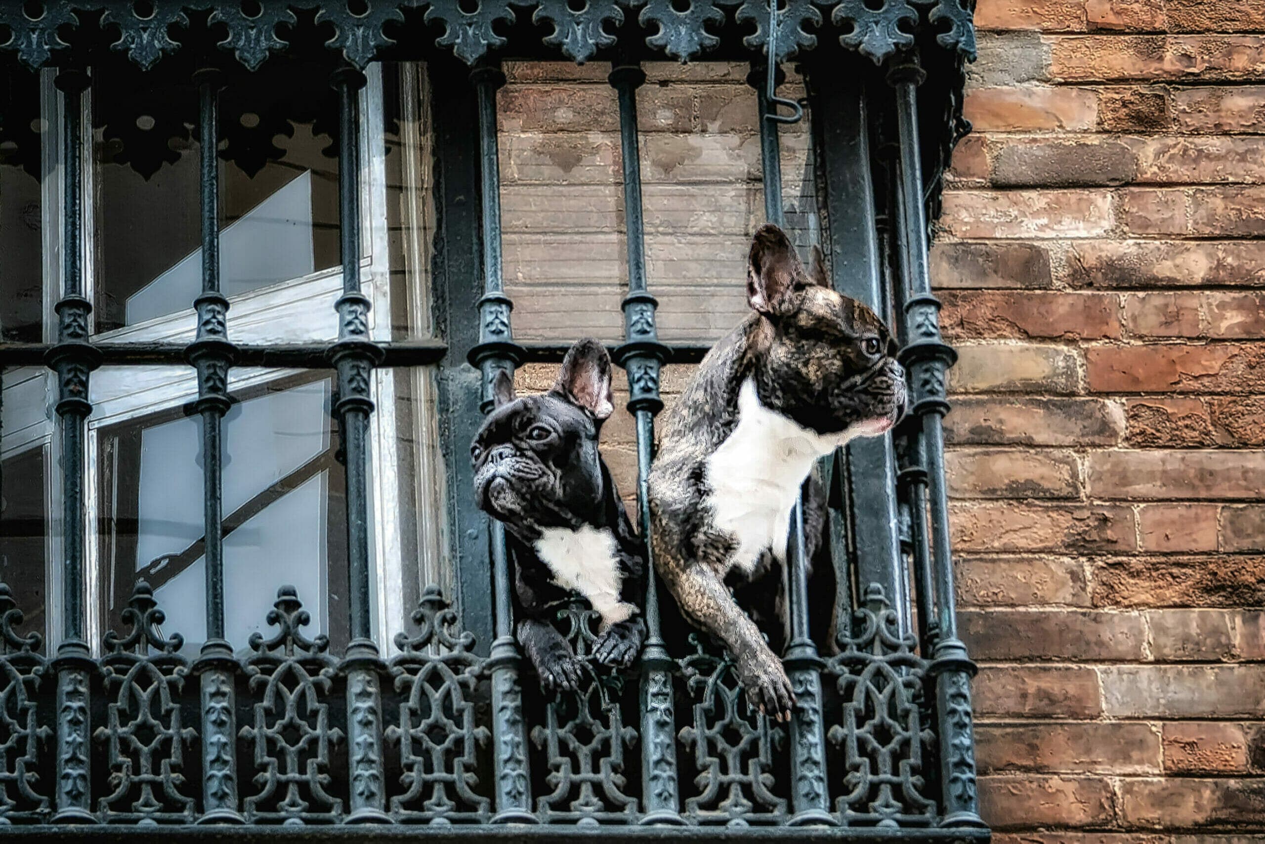 How To Keep Dog In Wrought Iron Fence (Complete Guide)