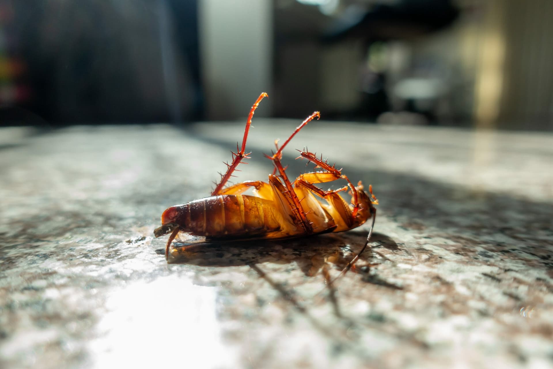 5 Tips On How To Keep Roaches Out Of Dog Food