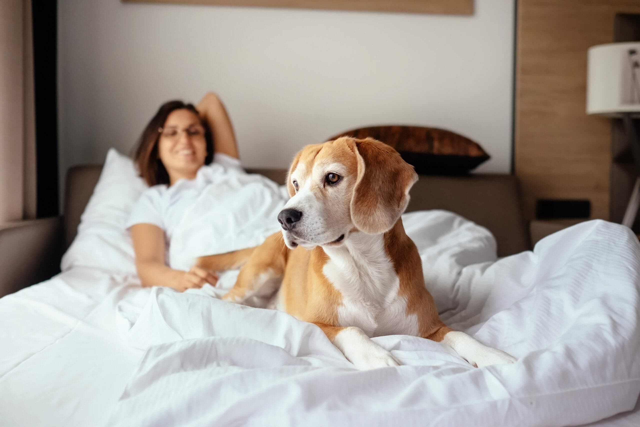 How To Keep White Bedding Clean With Dogs (5 Tips & Tricks)