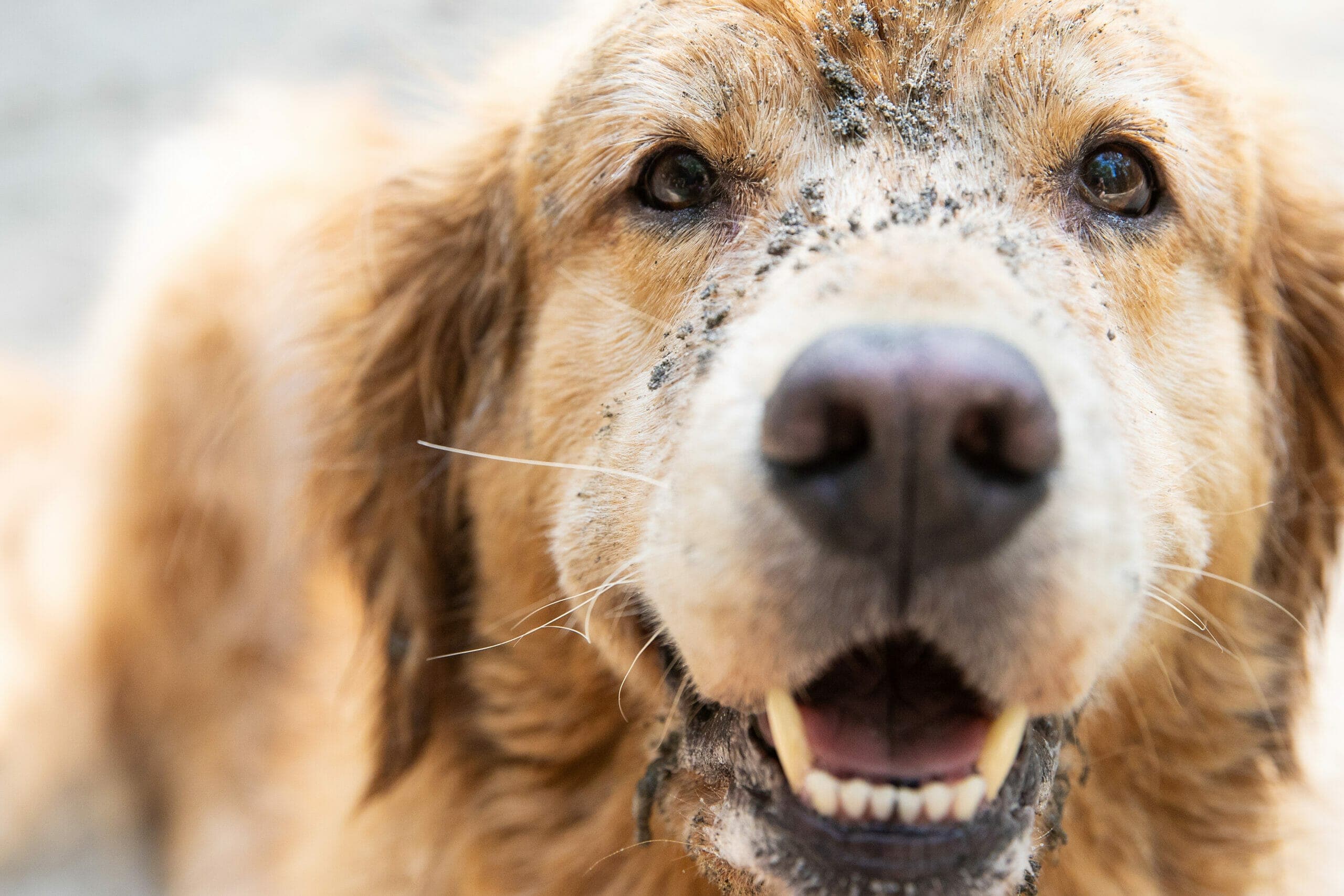 8 tips on how to keep your dog from smelling after going outside