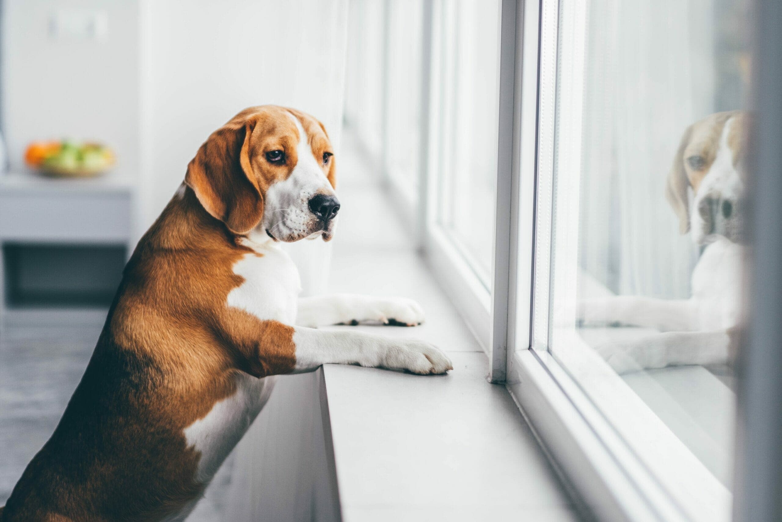 How to protect window sills from dogs? (6+ Tips Given)
