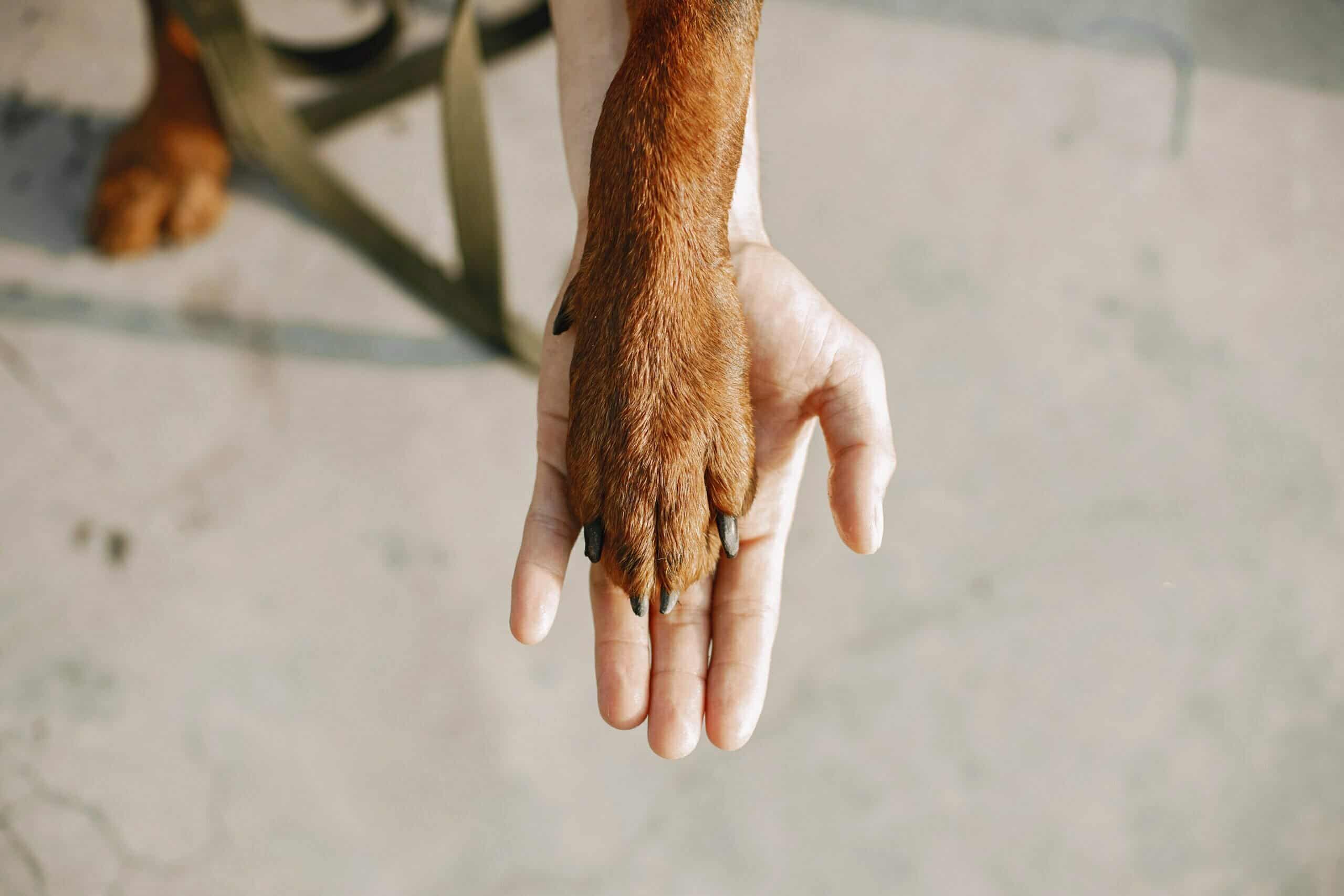 How to remove tar from dogs paws (2025 Guide)