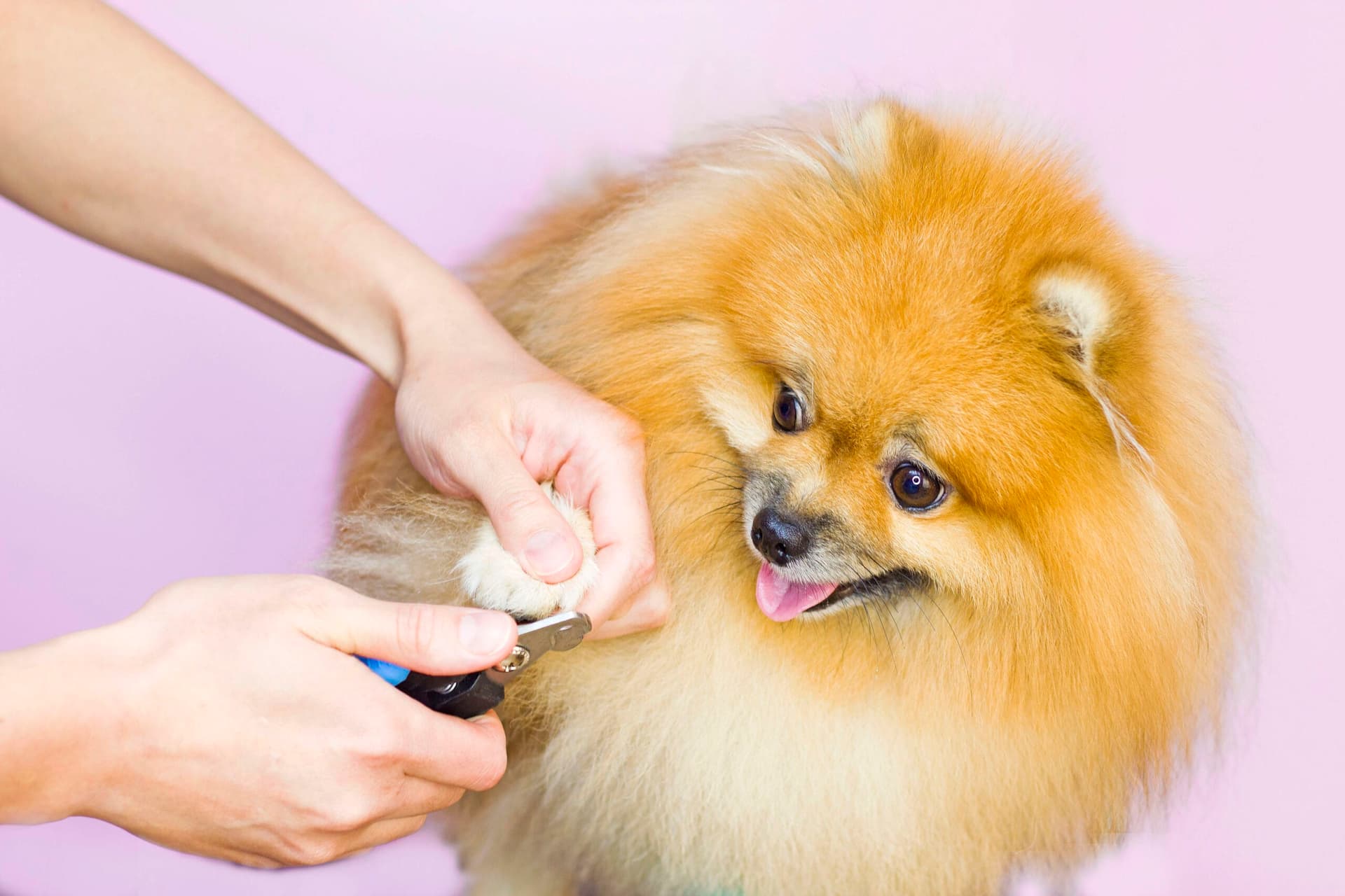 How to Trim a Dog’s Nails That Hates It (Step-By-Step)