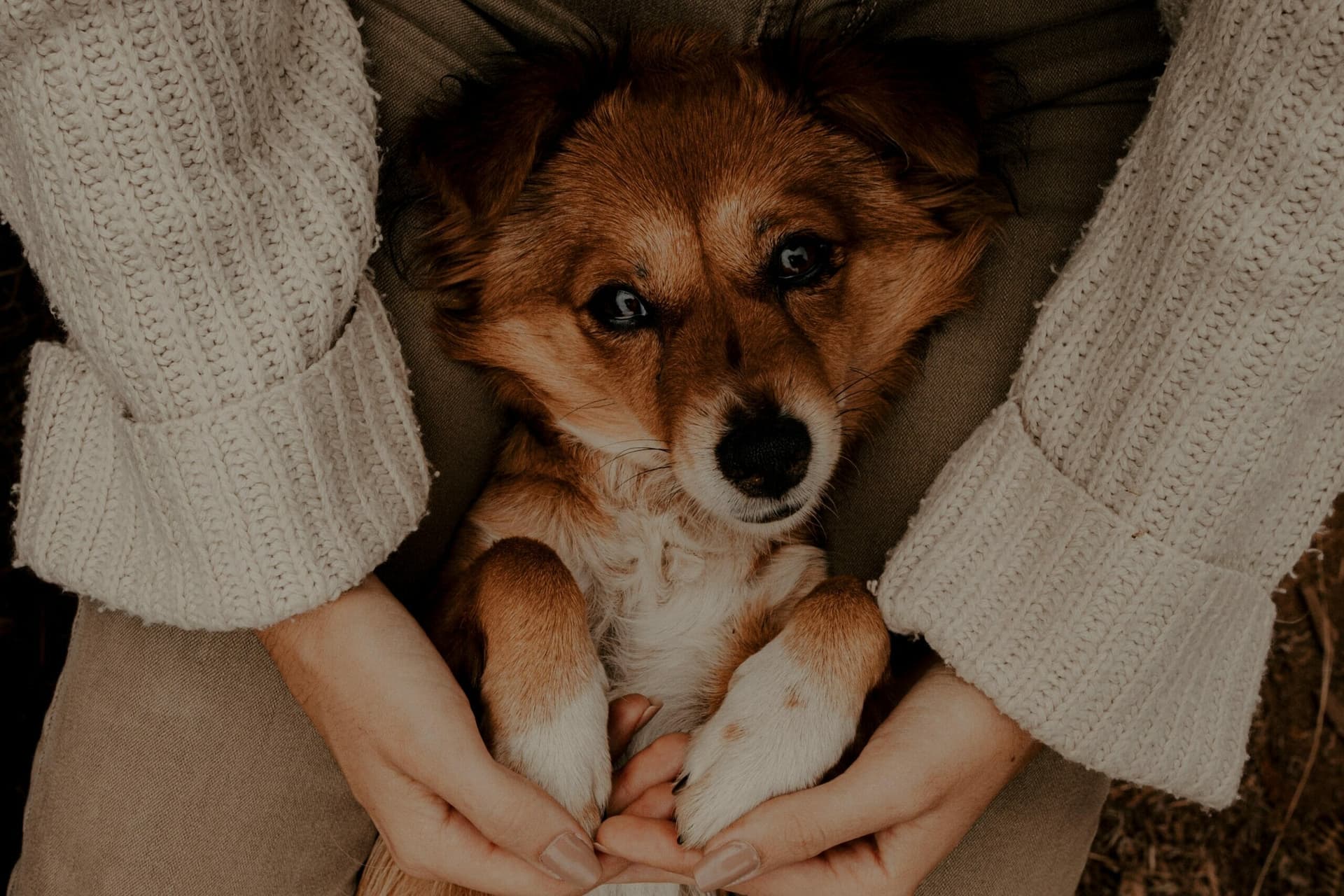 “I just adopted a dog and she seems sad” – 6 Reasons why