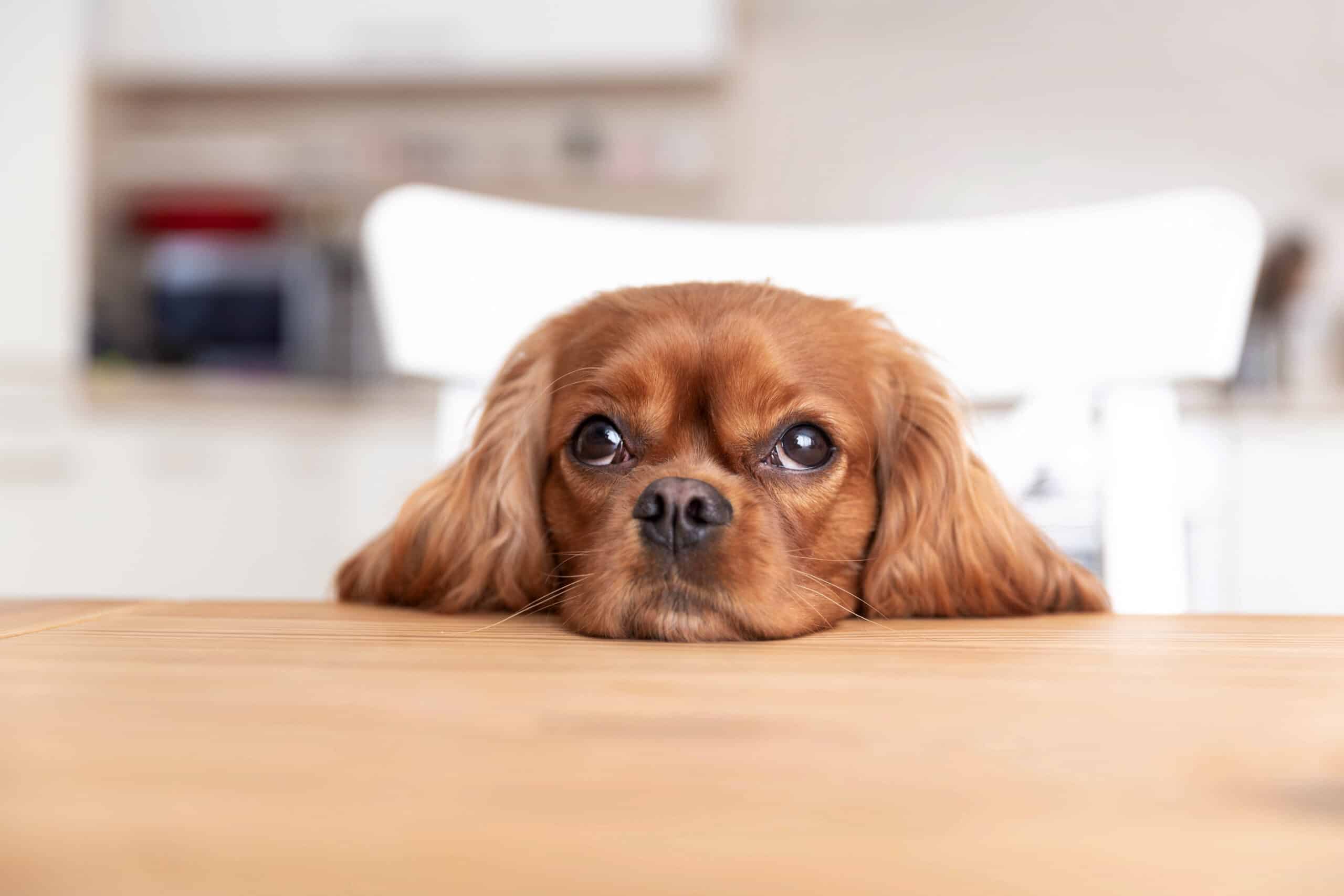 My Dog Won’t Let Me Out of His Sight: What to do?
