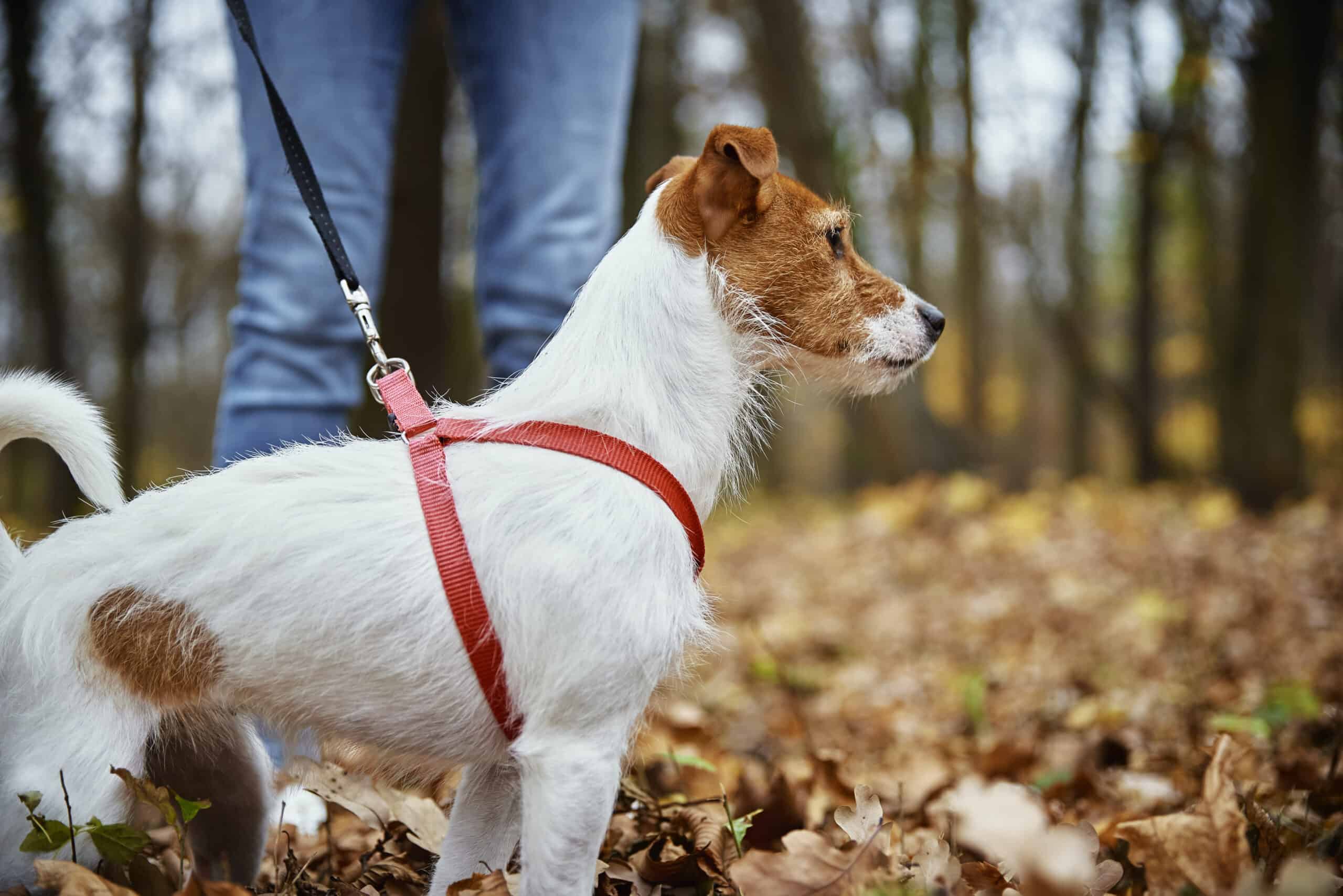 Should I exercise my dog when he has diarrhea?