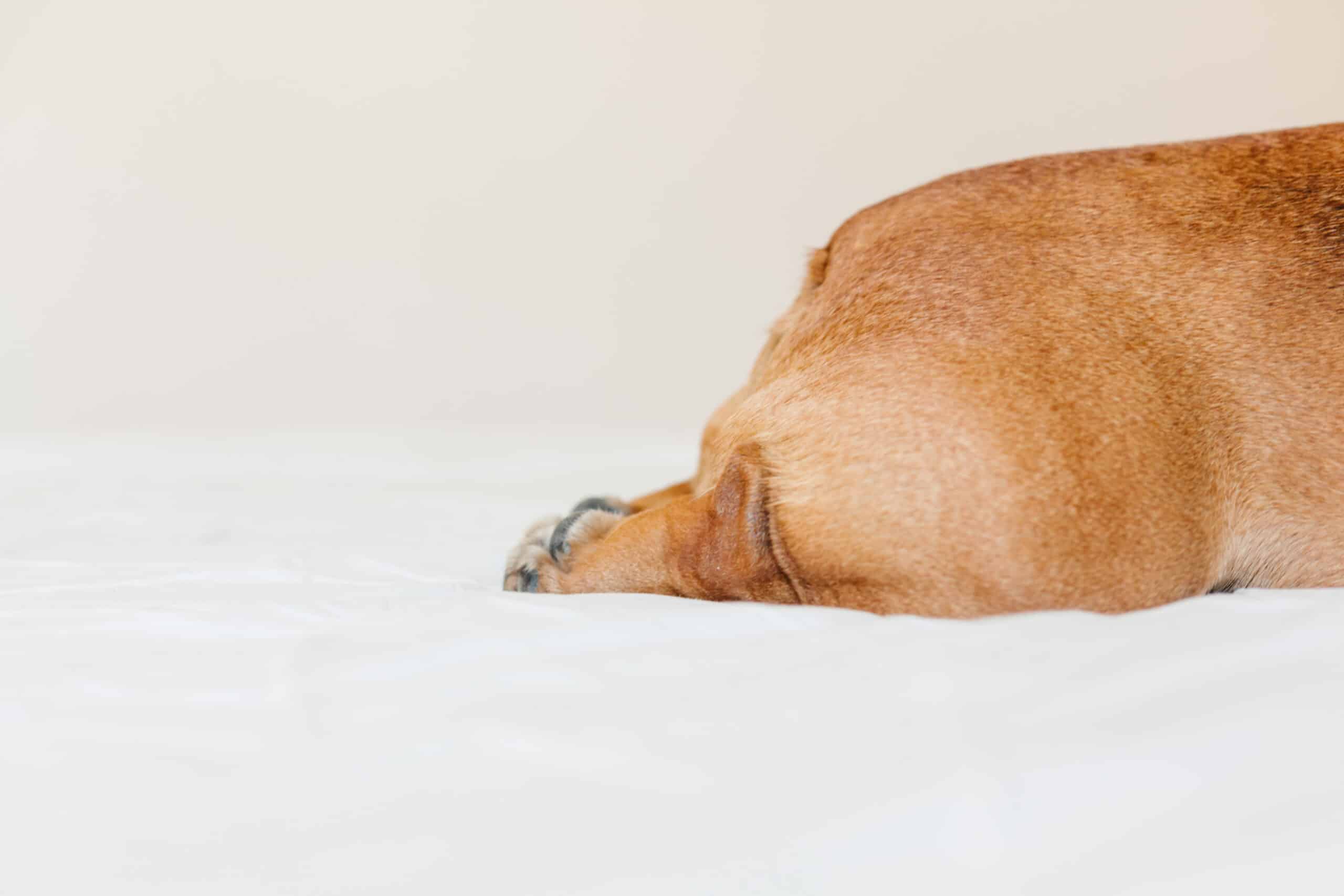 The best dog food to prevent scooting