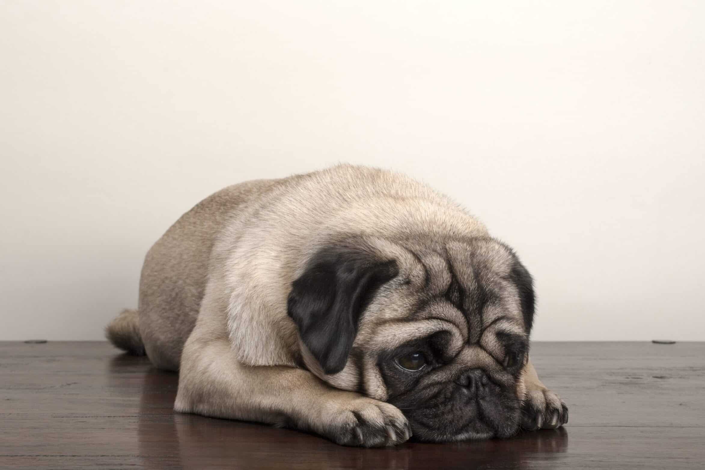 What Does it Mean When a Pug’s Tail is Down?