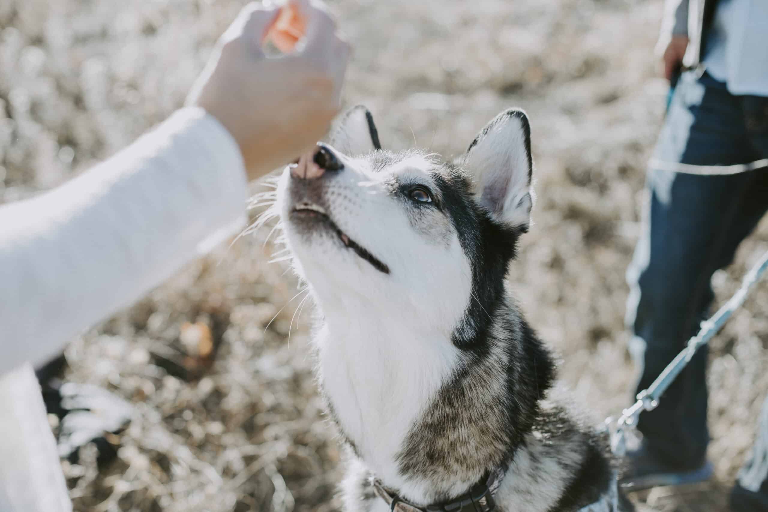 What is DMT dog training?