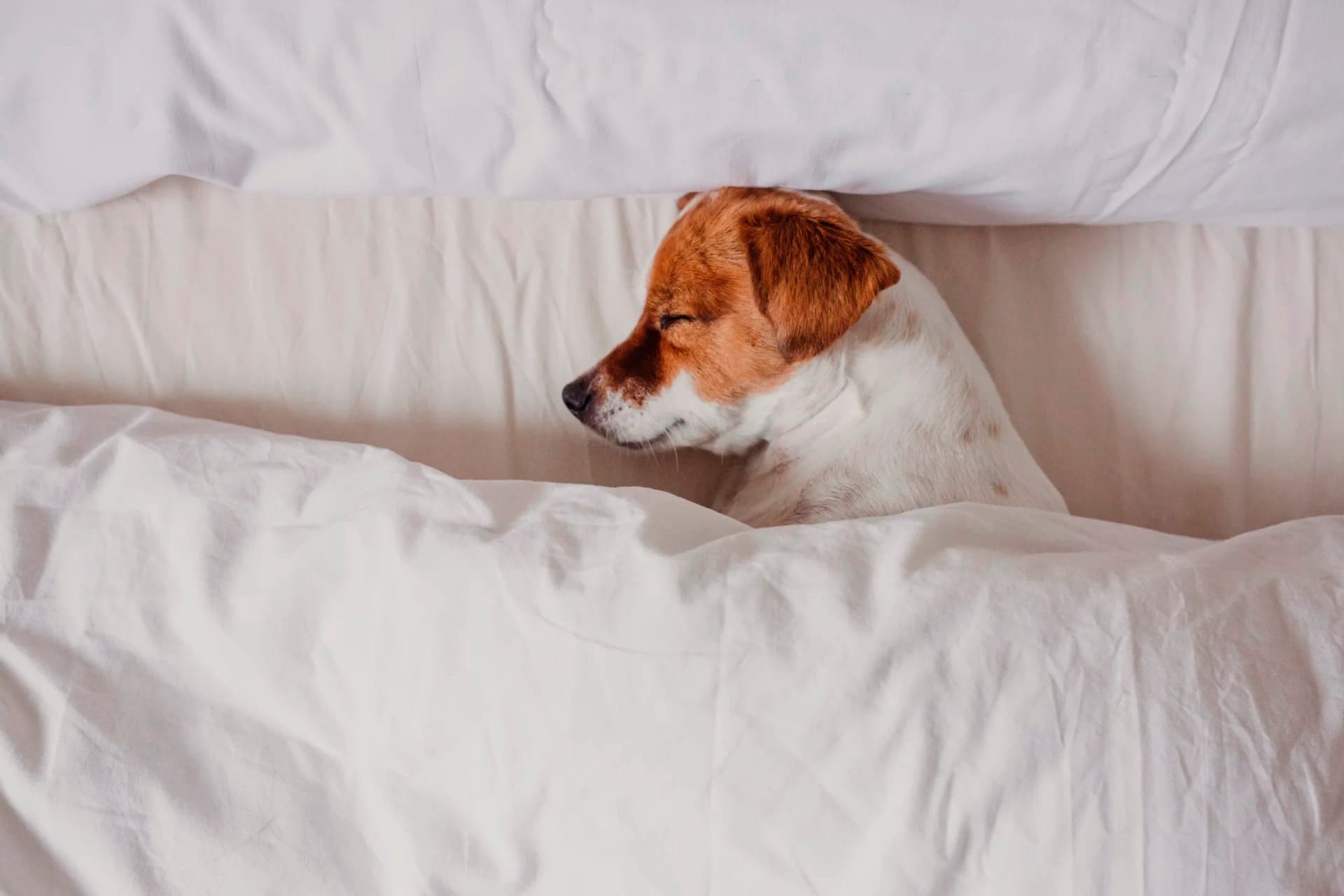 What kind of dog keeps the best time for you? (Comprehensive Guide)