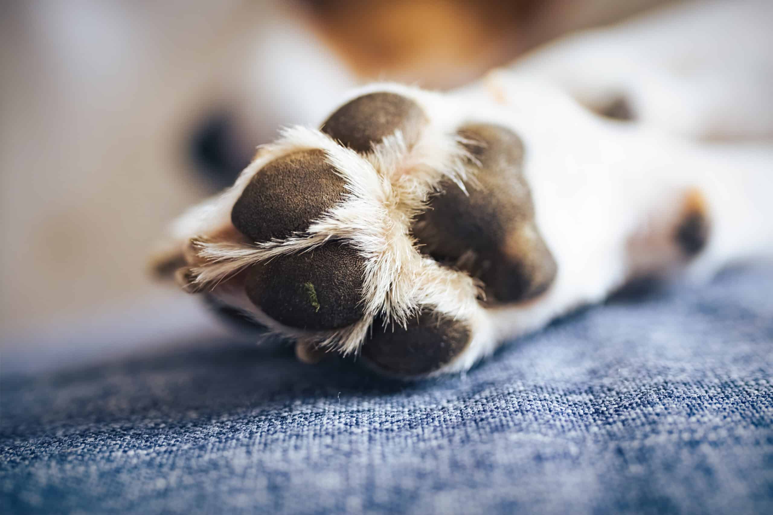 Why do dogs curl their paws: 6 reasons why