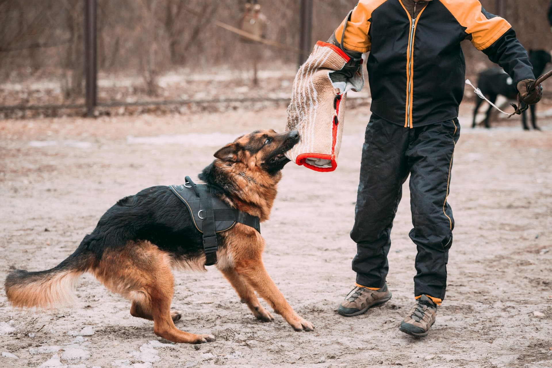 Why is my dog regressing in training? (8 Reasons why)
