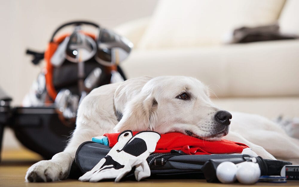 Why are there so few dog-friendly golf courses in the US?