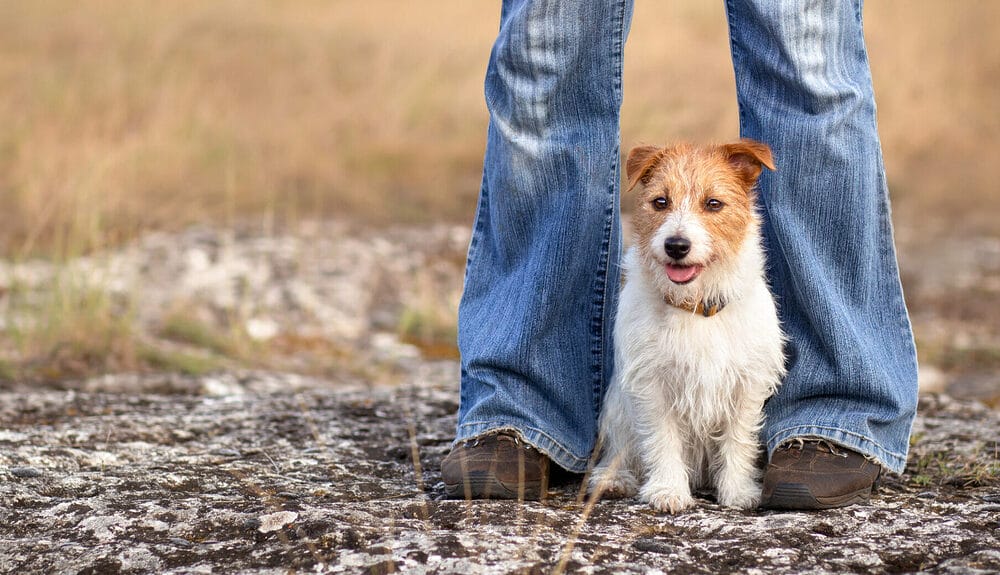 The Potential Hazards Of Freeze-Dried Liver Treats The Potential Hazards Of Freeze-Dried Liver Treats