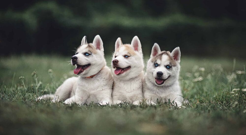 Are Huskies Good with Other Animals? Are Huskies Good with Other Animals?