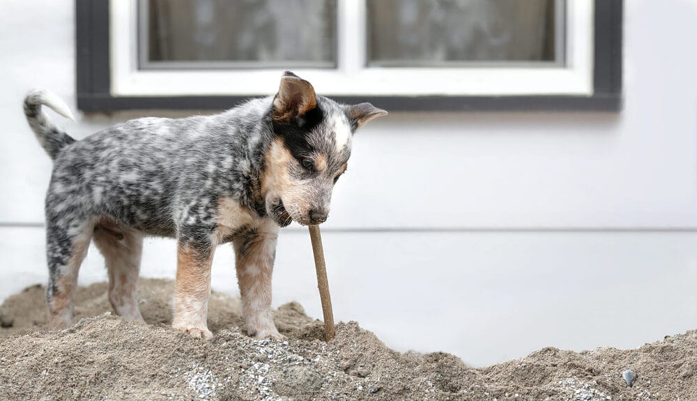 Are turkey tendons safe for dogs?