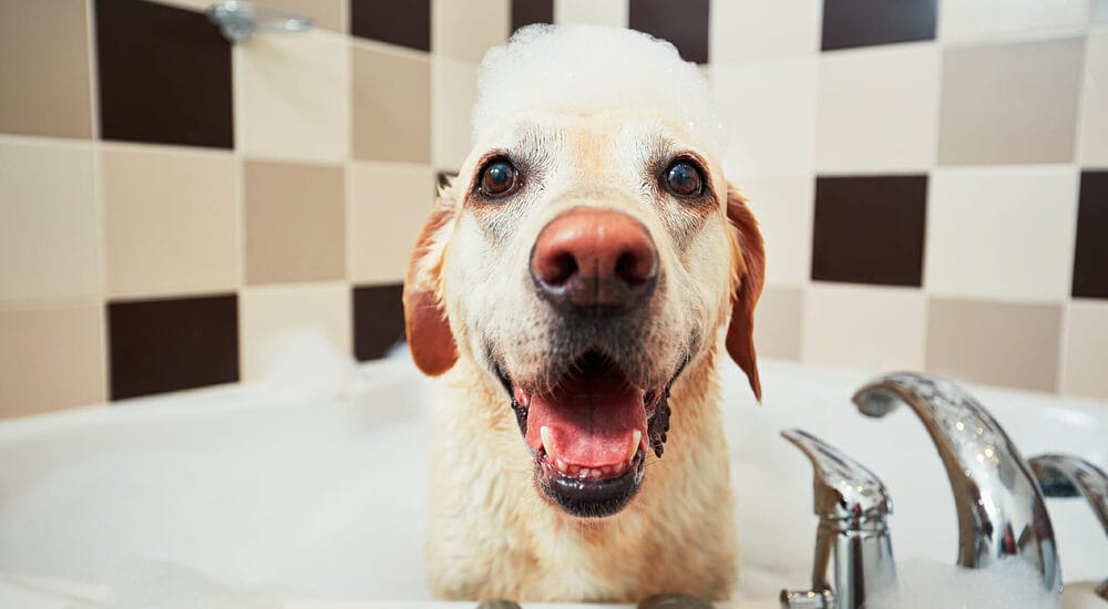 What are the benefits of bath bombs for dogs? What are the benefits of bath bombs for dogs?