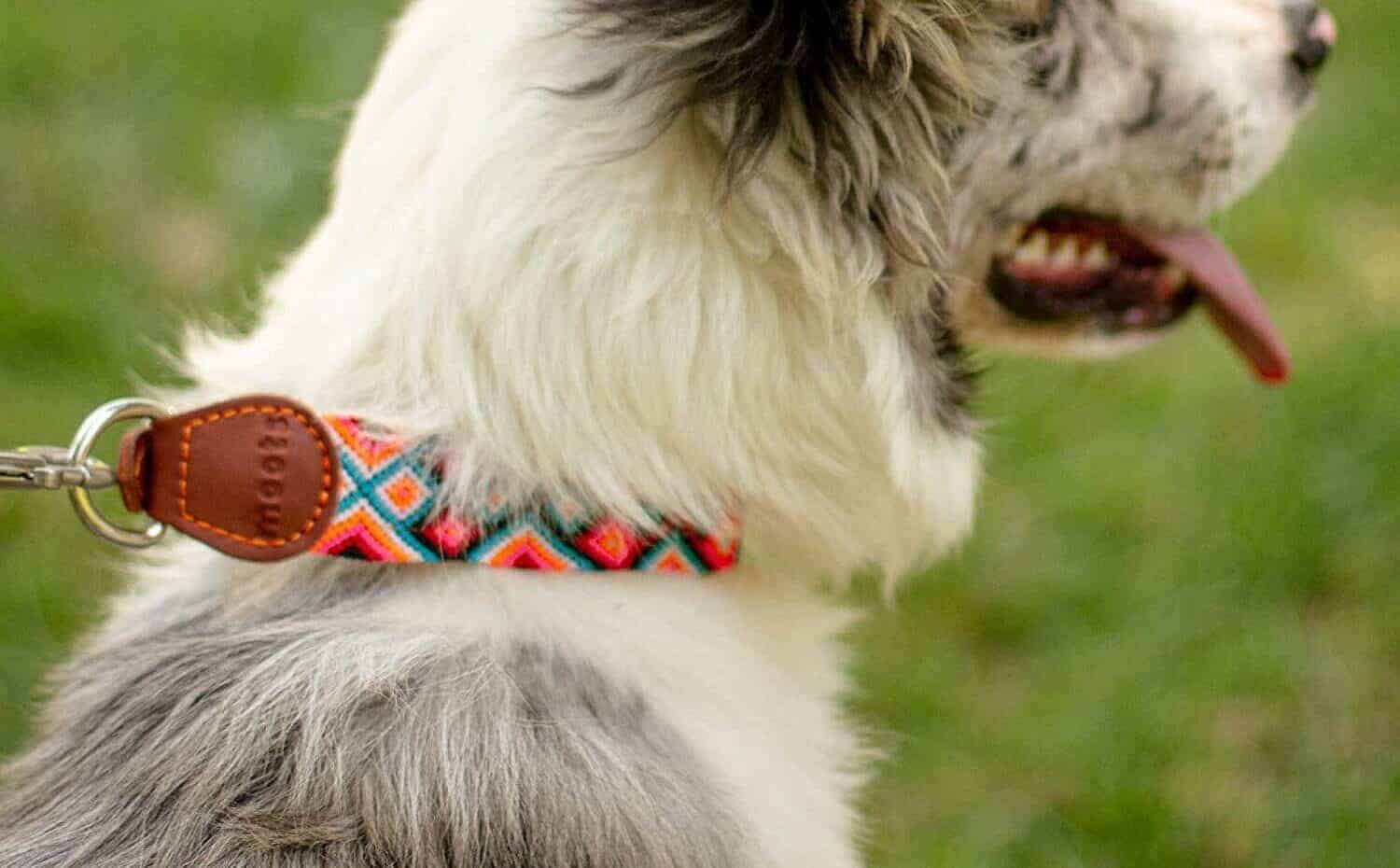 Moots Root Hand-Knitted Leather Pet Collar
