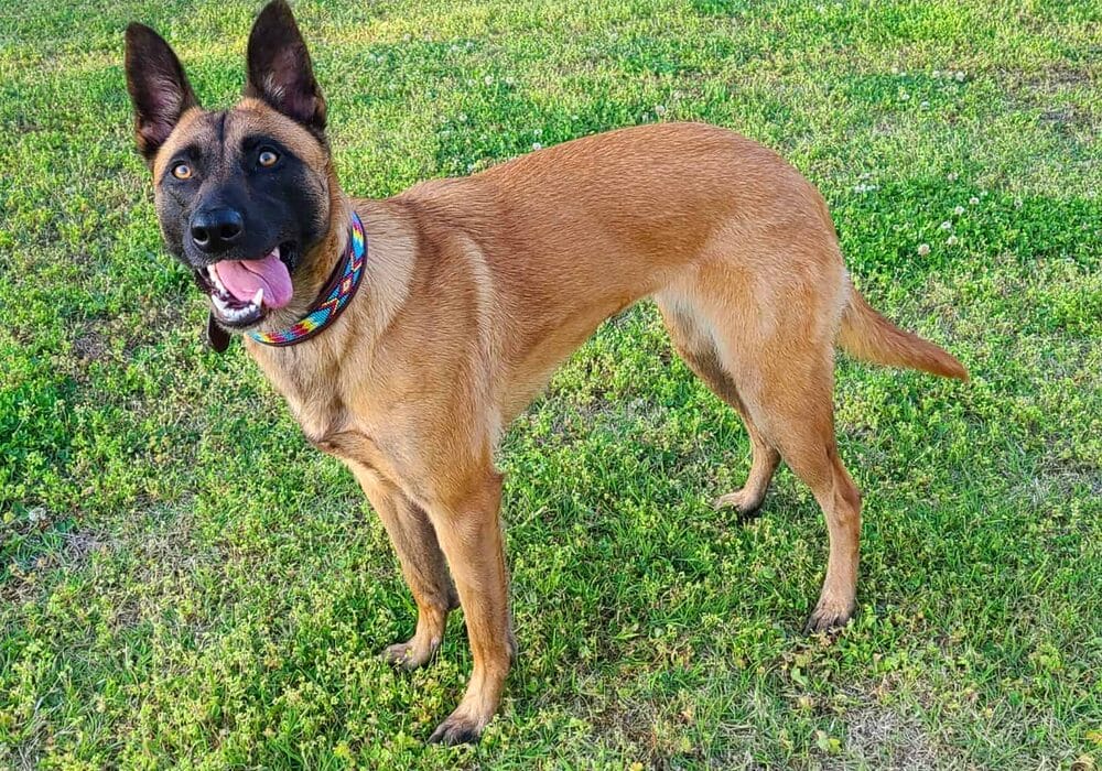 Western Dog Collar - Aztec Beaded