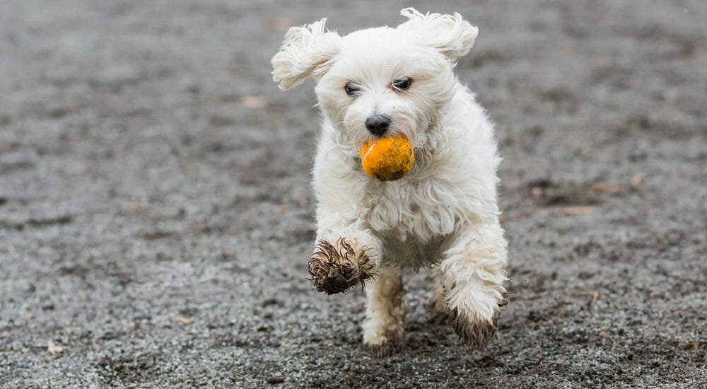 What is an automatic dog paw cleaner?