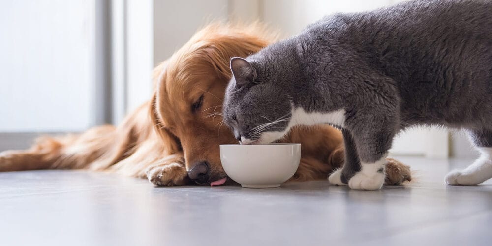 What are the benefits of bone broth powder for dogs?