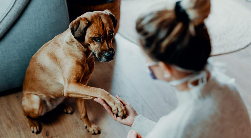 What are calming dog treats? And do they work?