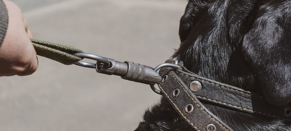 Best Finishes And Materials For Dog Leash Clasps