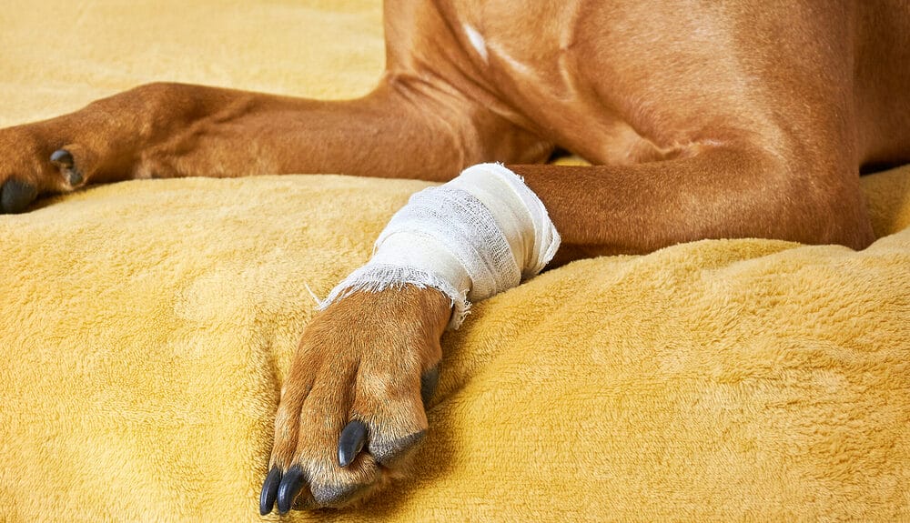 Does Colloidal Silver Work For Dogs Does Colloidal Silver Work For Dogs