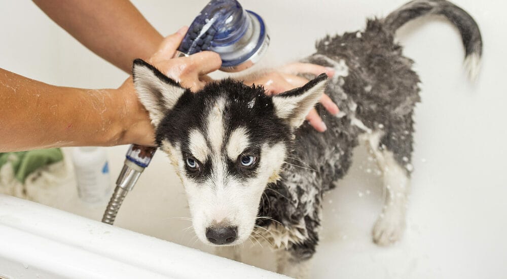 What shampoo helps with deshedding for huskies? What shampoo helps with deshedding for huskies?