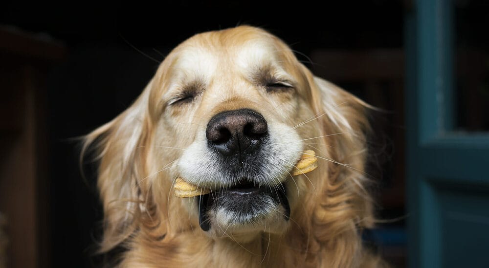 Best Dog Treats For Sensitive Stomachs