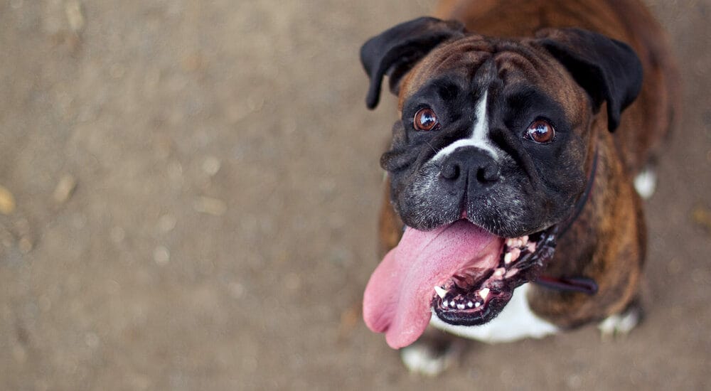 What causes bad dog breath and how can dog treats help?