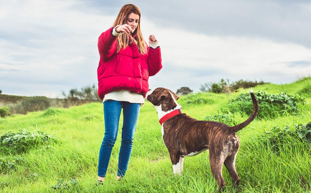 How to Choose the Best Jerky Treat for Your Dog