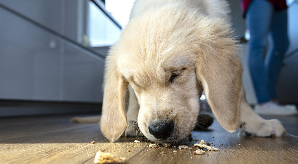 Best low fat dog treats