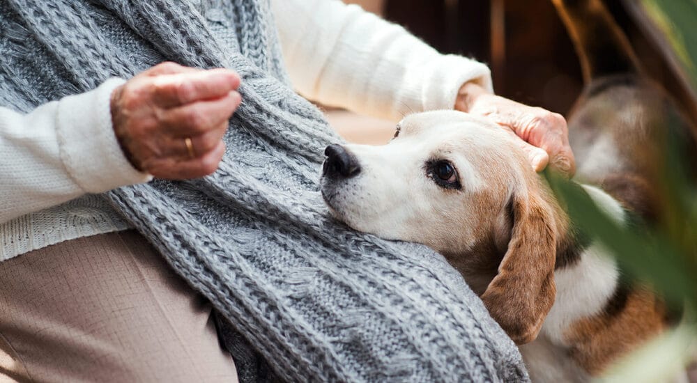 Which Senior Dogs Need Multivitamins Which Senior Dogs Need Multivitamins