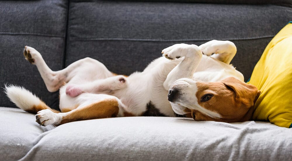 Best sleep aid for dogs Best sleep aid for dogs