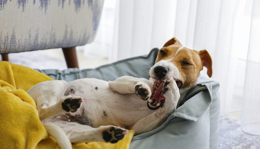 Best sleep aid for dogs