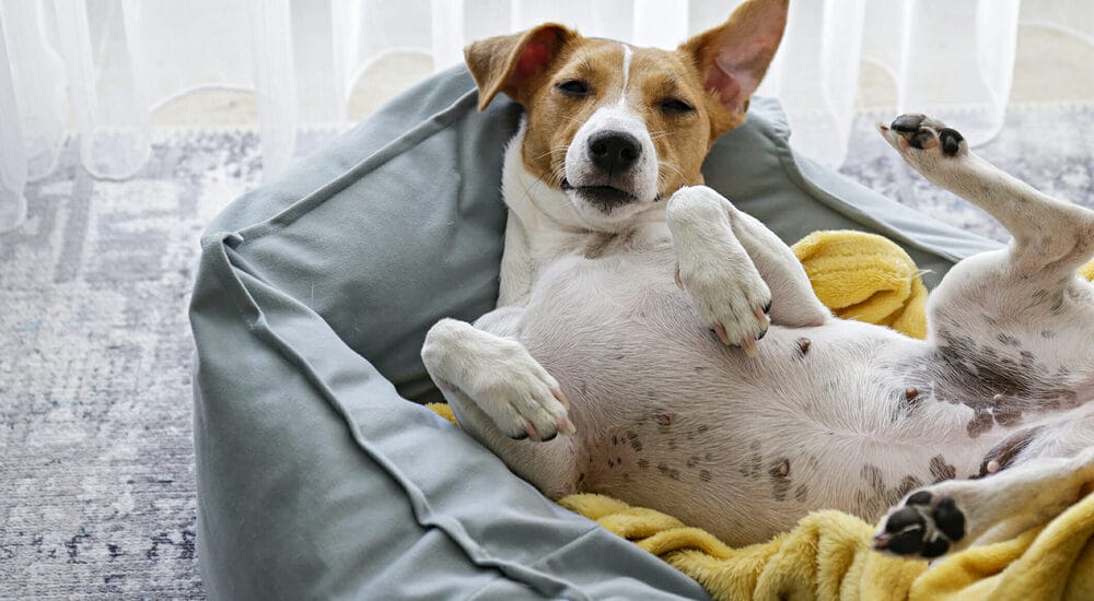 Best sleep aid for dogs Best sleep aid for dogs