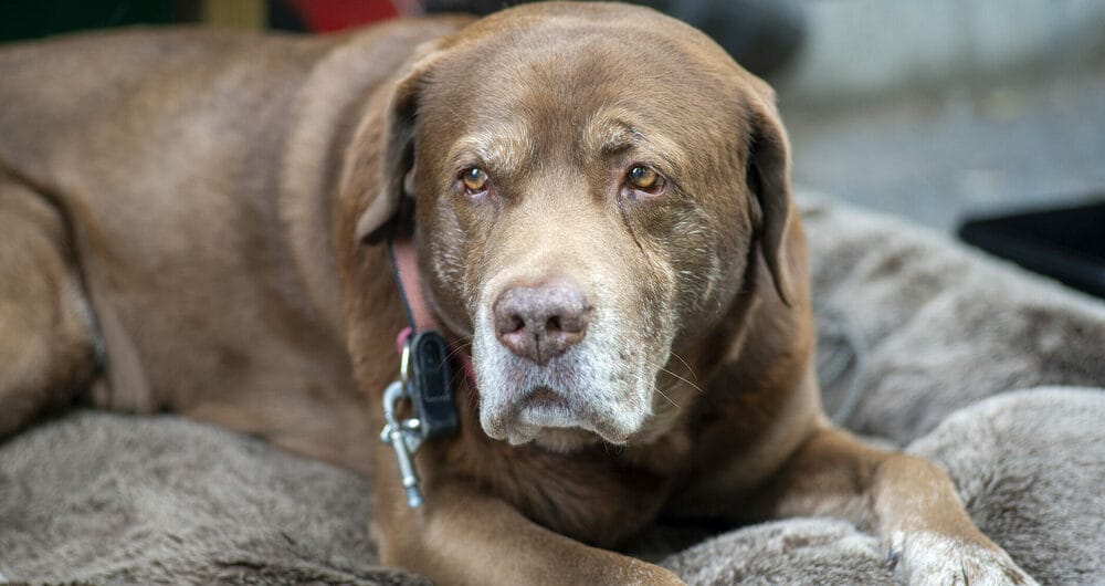 Best soft dog treats for older dogs